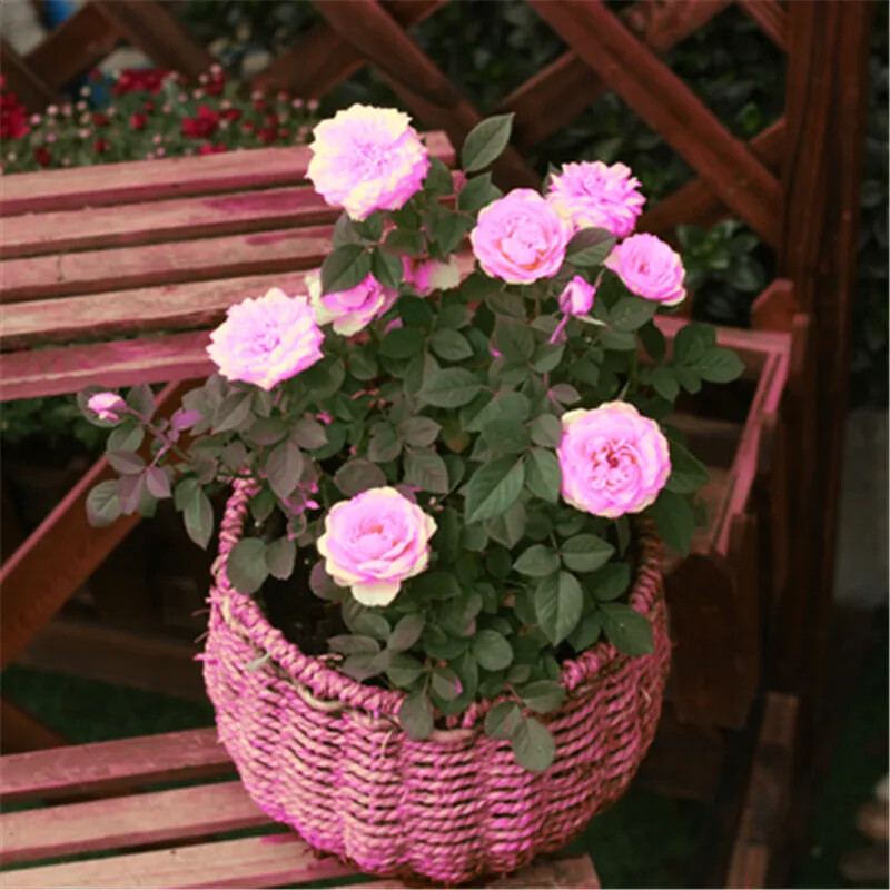 (10) ROSE SEEDS RARE exotic perennial flower garden bush tea USA SELLER W/TRACK