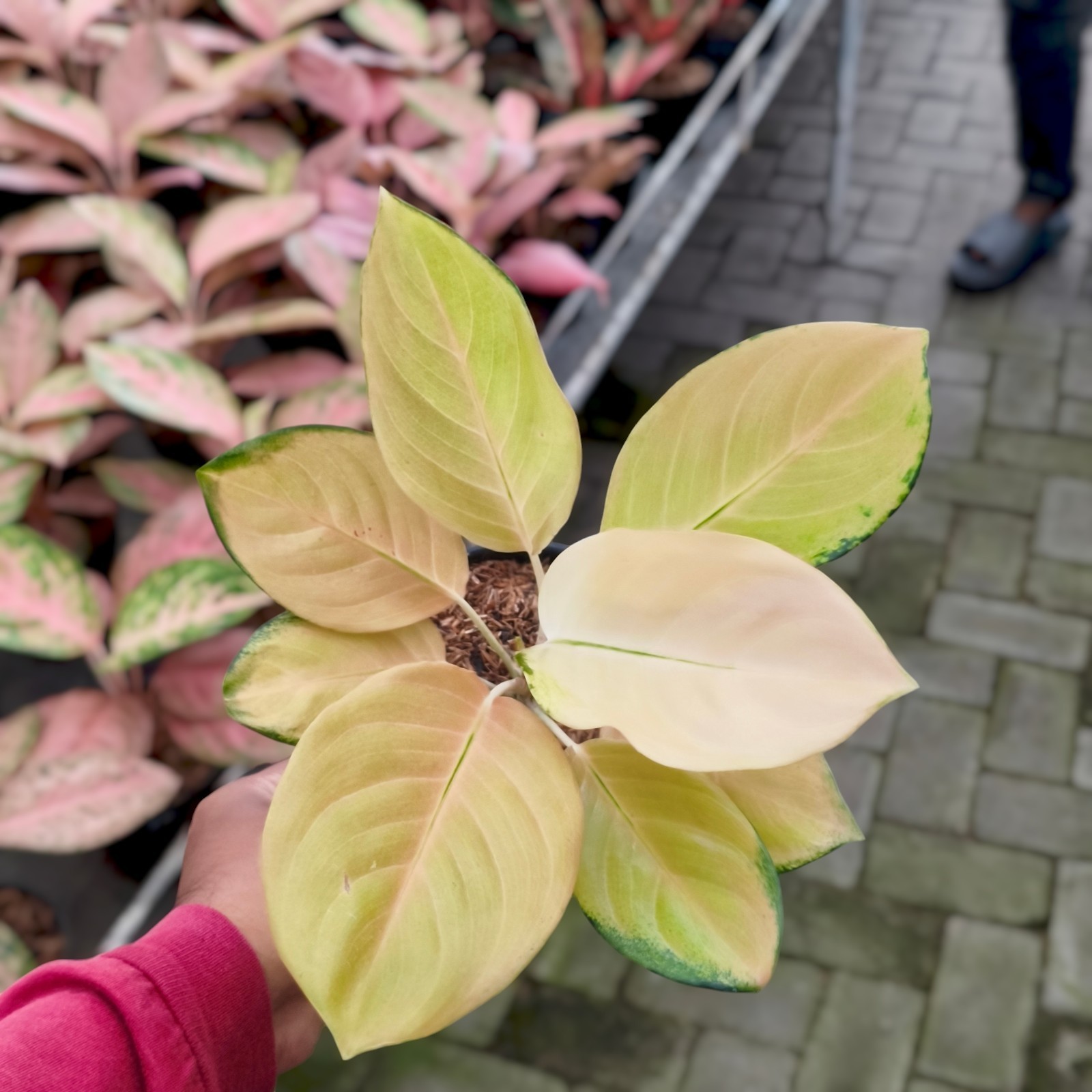 Aglaonema Golden Angel Ornamental Plant