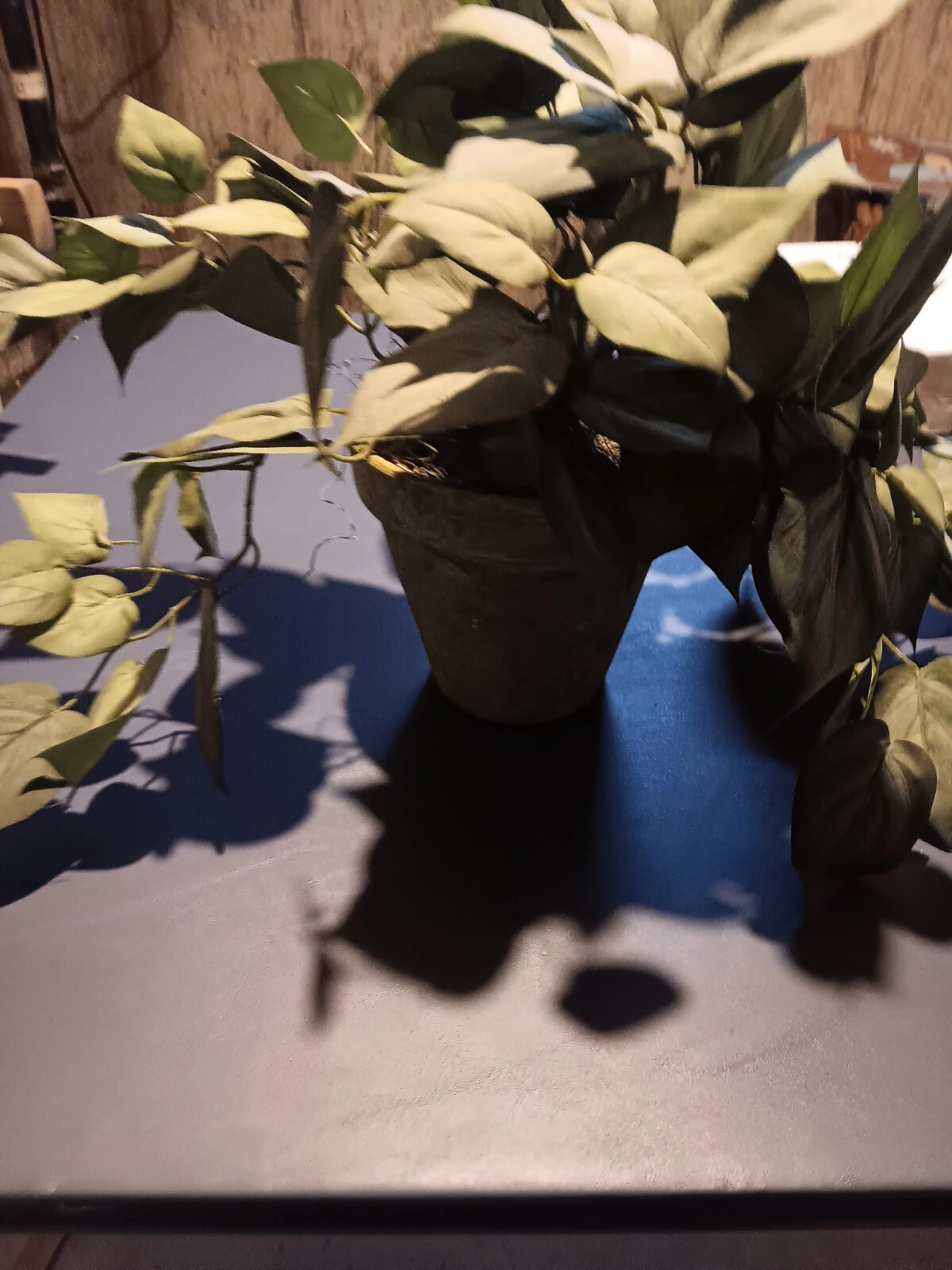Realistic Indoor Plant