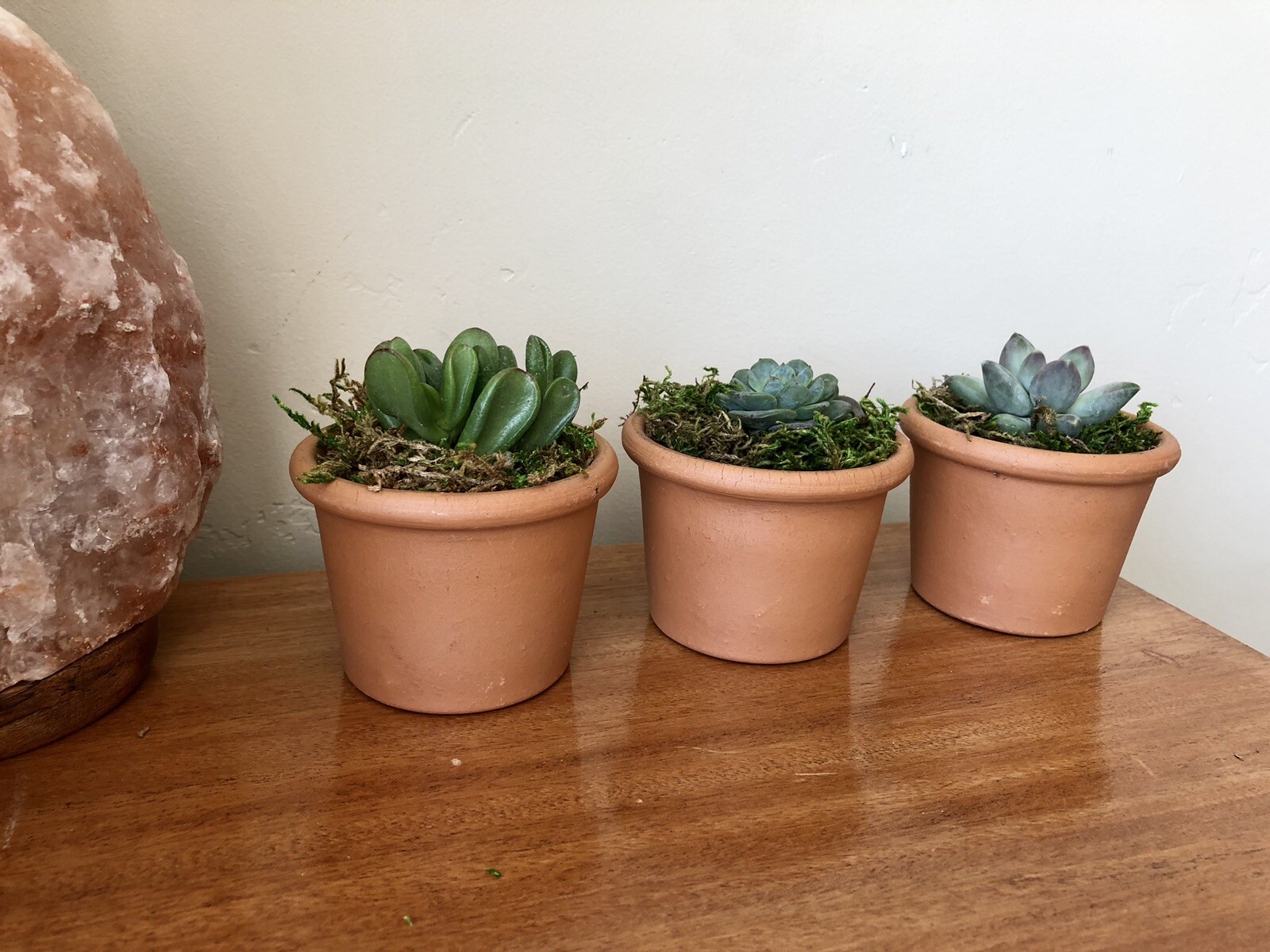 Three Live Potted Succulent Arrangement in Terracotta Planters