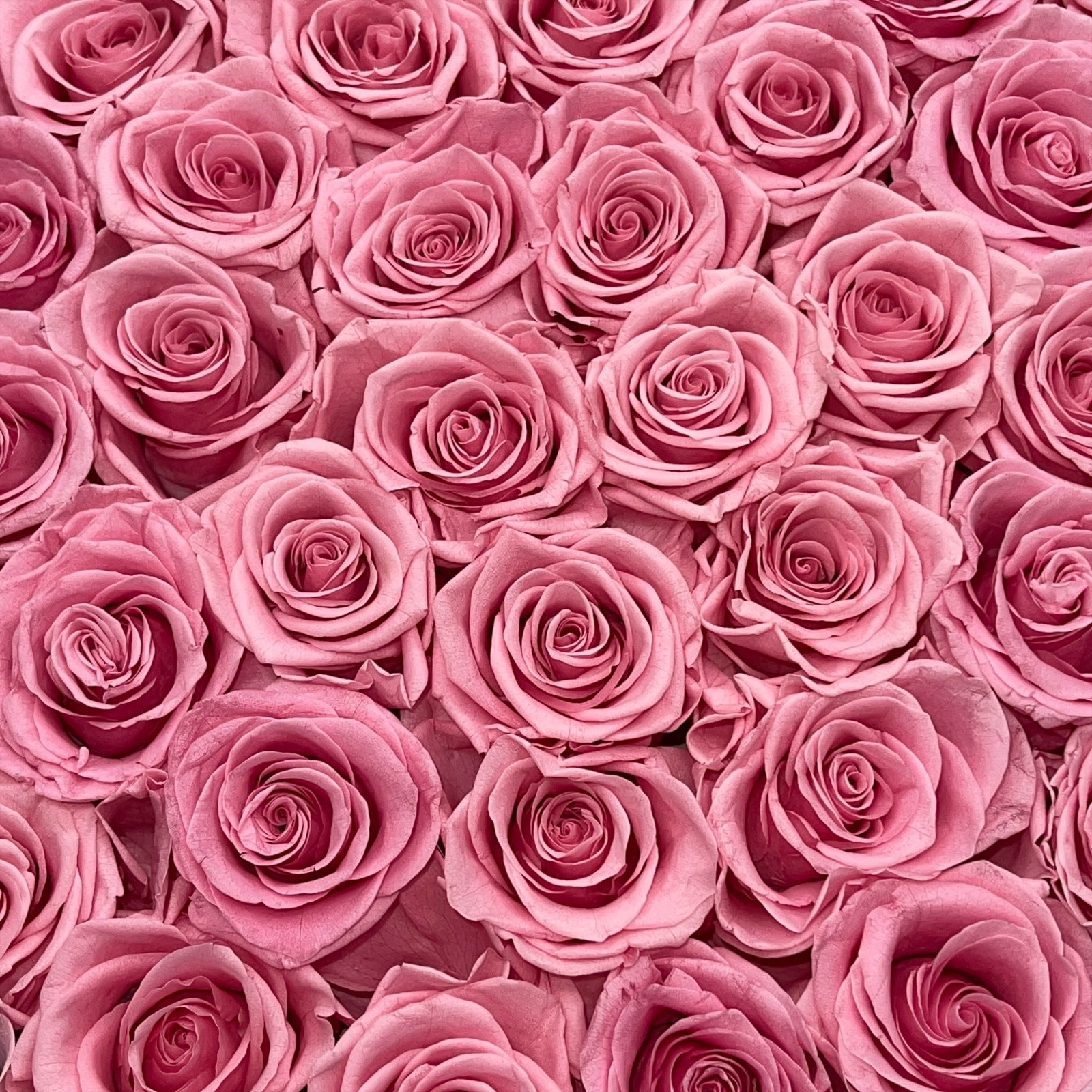 Preserved Roses 47 Pink Luxury Forever Eternal Flowers Graduation Gift Prifroti