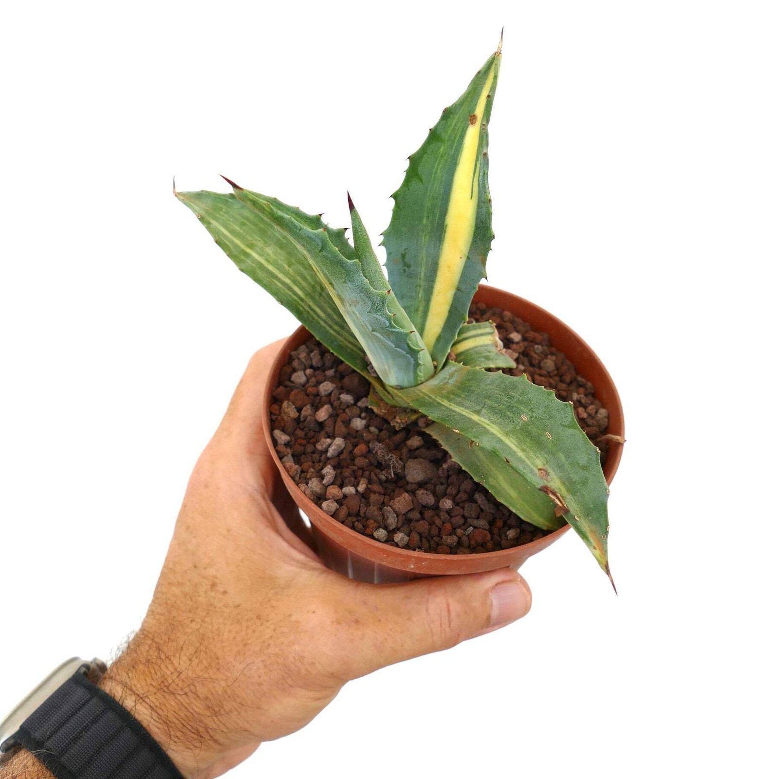 Agave americana STRIATA 55M – Century plant | American agave