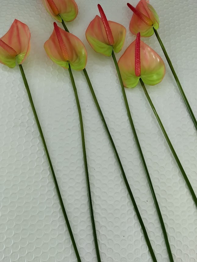 SIX MinI Anthurium stem cream/pink. Tropical stems Hawaiian flowers .