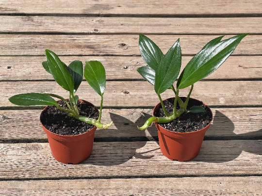 Dragon Tail Rhaphidophora in 4″ Pot | Indoor & Outdoor Live Tropical House Plant