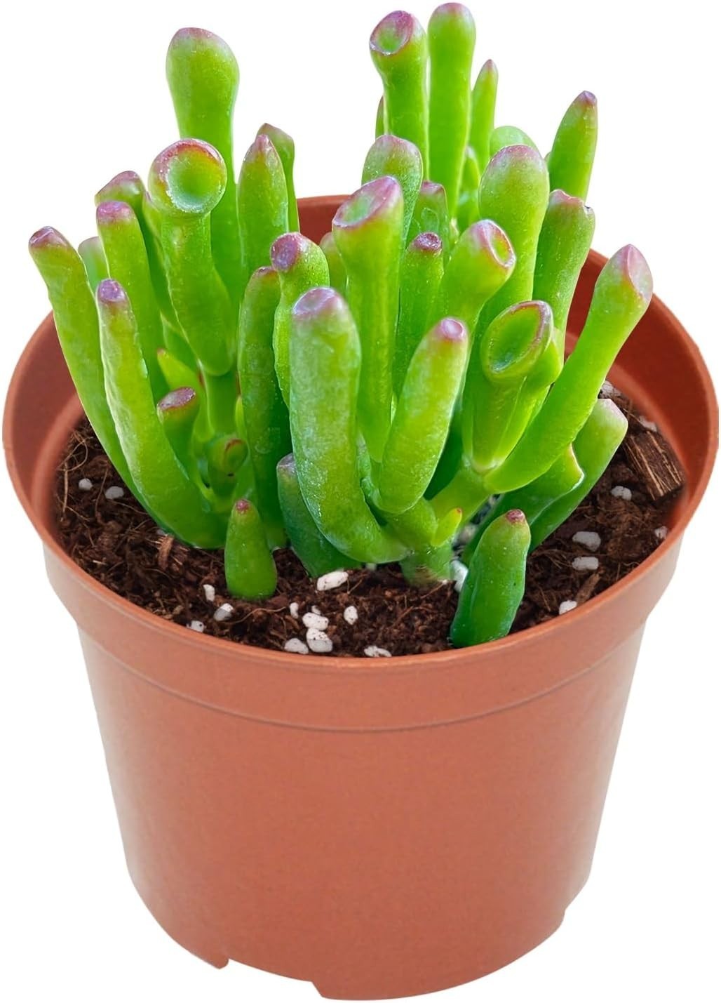 Live Aeonium Succulent Plants 2-4 Inch Fully Rooted in Pots with Soil Home Decor