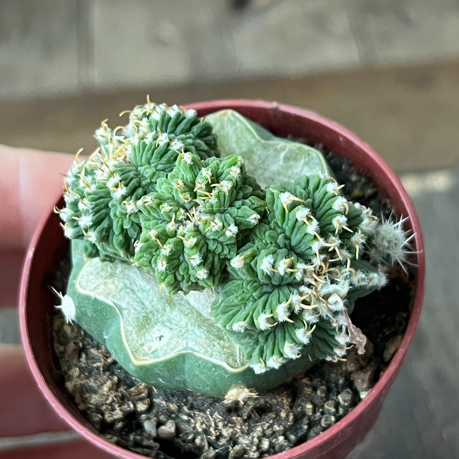 A50-1640 Cactus intercostatum, GCG10888, Puente Ciprian, Seyones, grafted