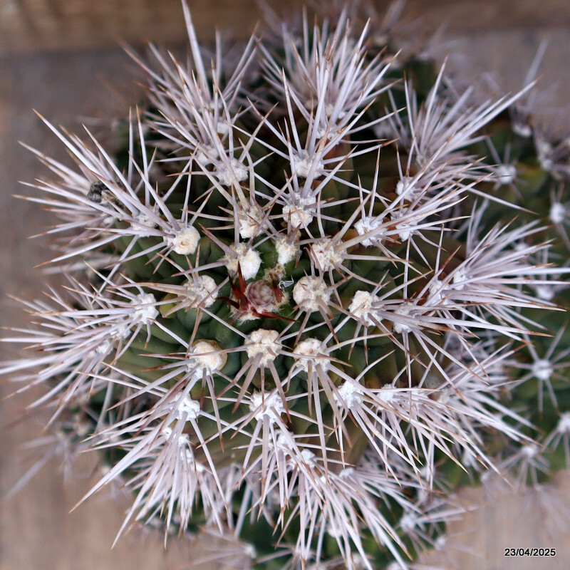 M91 GYMNOCALYCIUM PAEDIOPHILUM VERY OLD pot14-H18-W19 cm MaMa Cactus