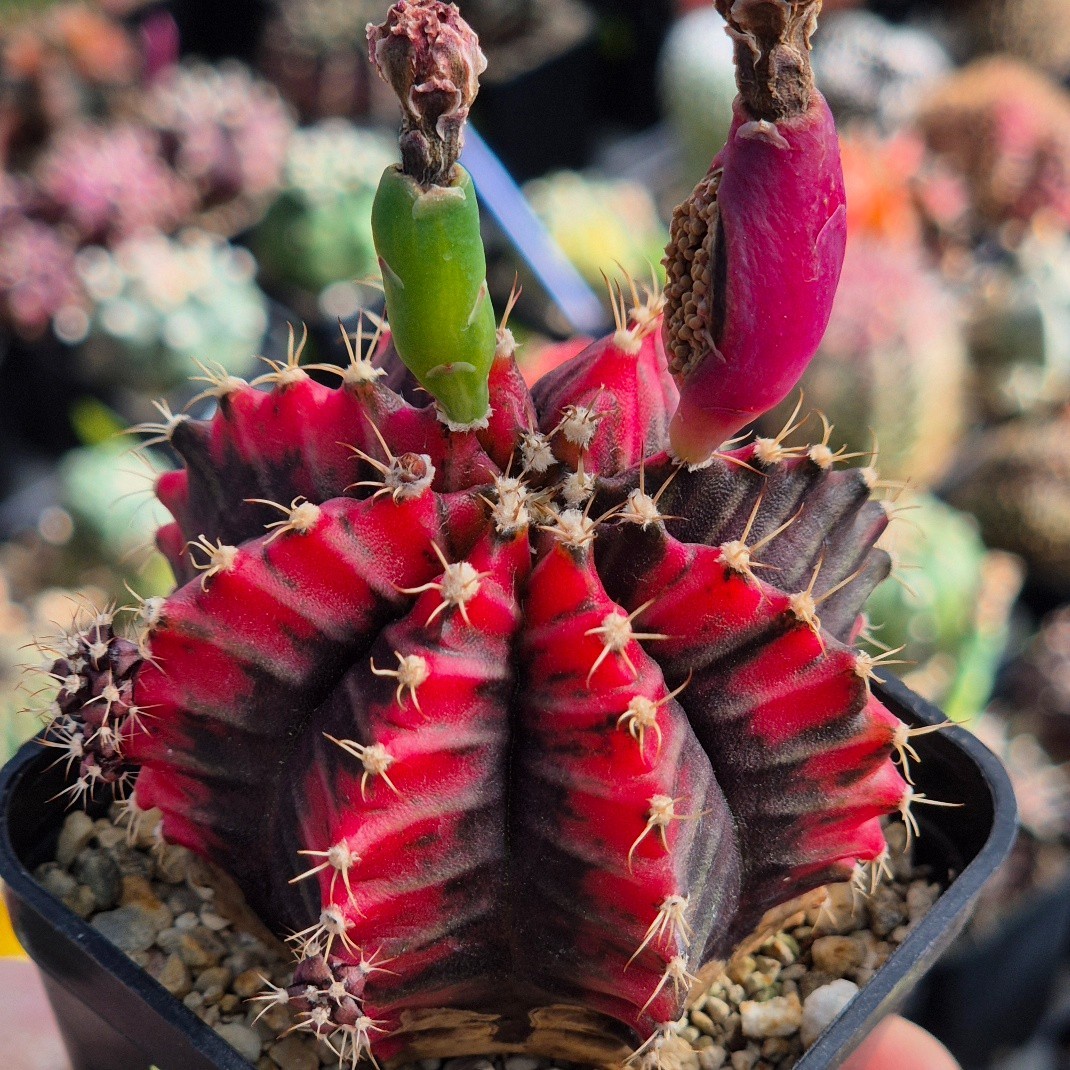 Gymnocalycium mihanovichii ‘Ma-no-ra’ 20seeds harvest 2025