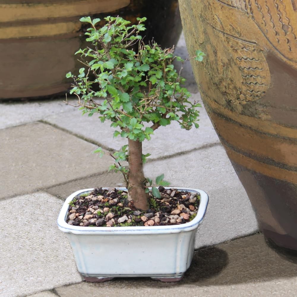 Brussel’s Bonsai Live Chinese Elm Tree, Outdoor – Small, Green