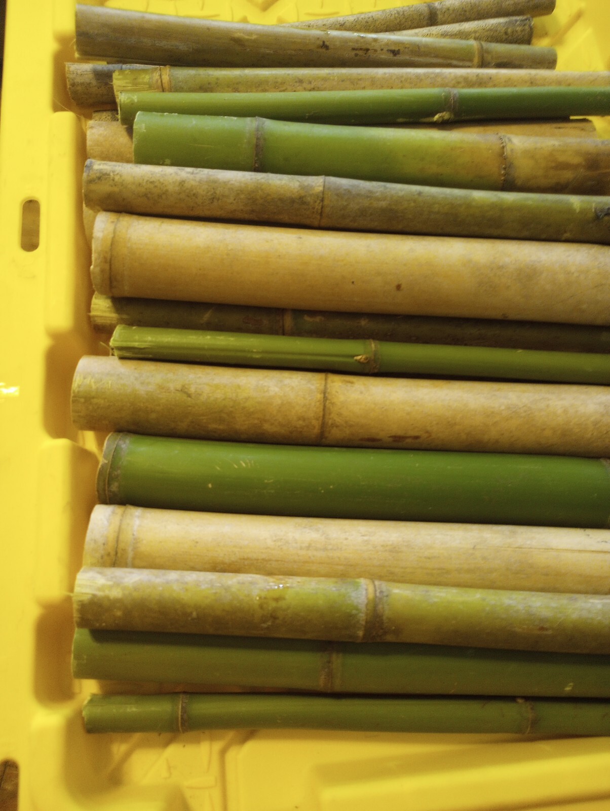5 Bamboo Stick 1″ Diameter 12″ Long Pieces Pole craft Lot 1′ Long Decor Yard Art