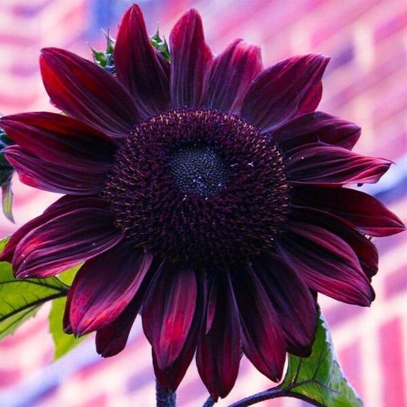 30 Pcs Cute Chocolate Cherry Sunflower Seeds