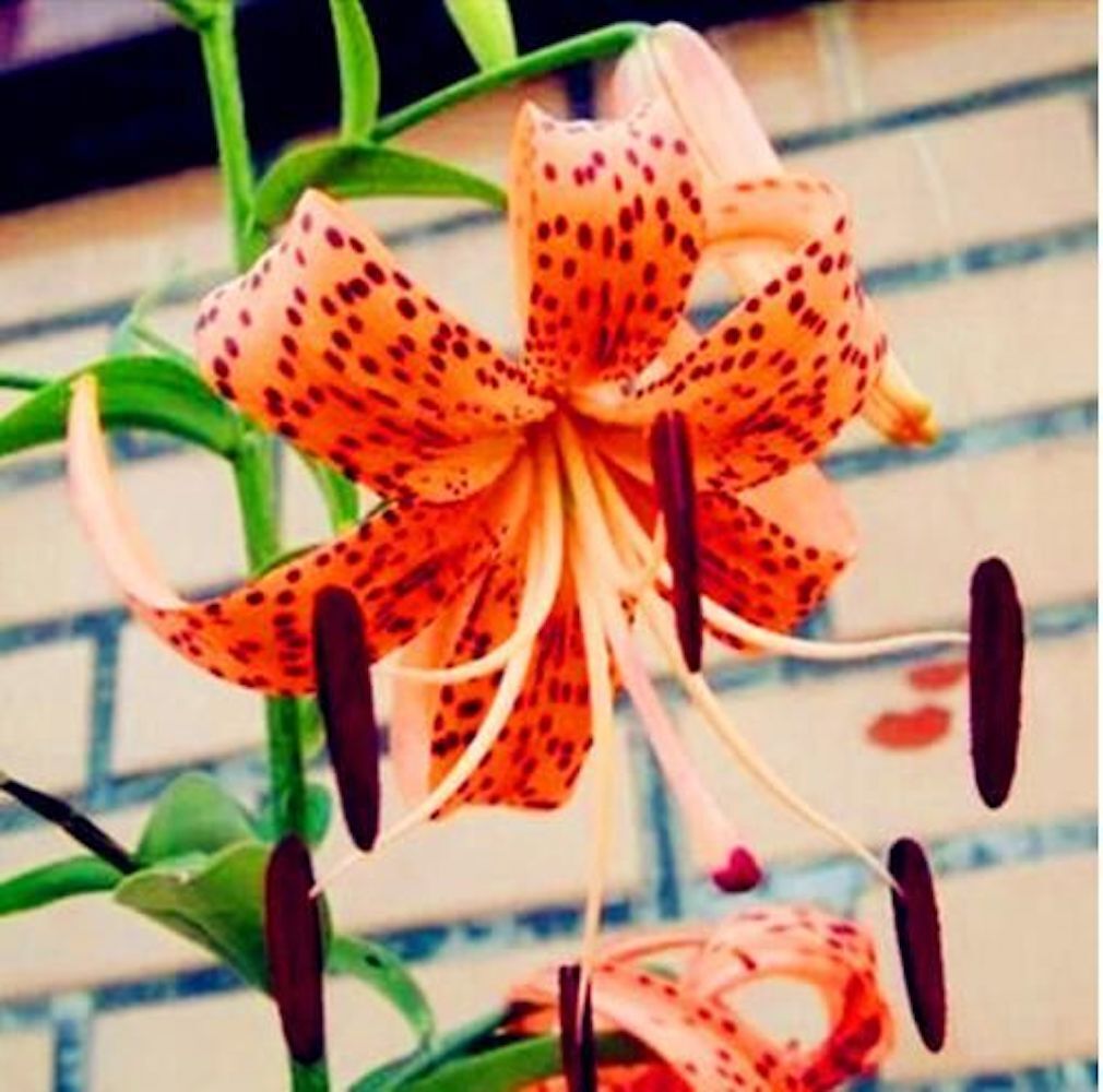 (10) LILY SEEDS rare exotic flower bloom home blossom garden USA SELLER W/TRACK