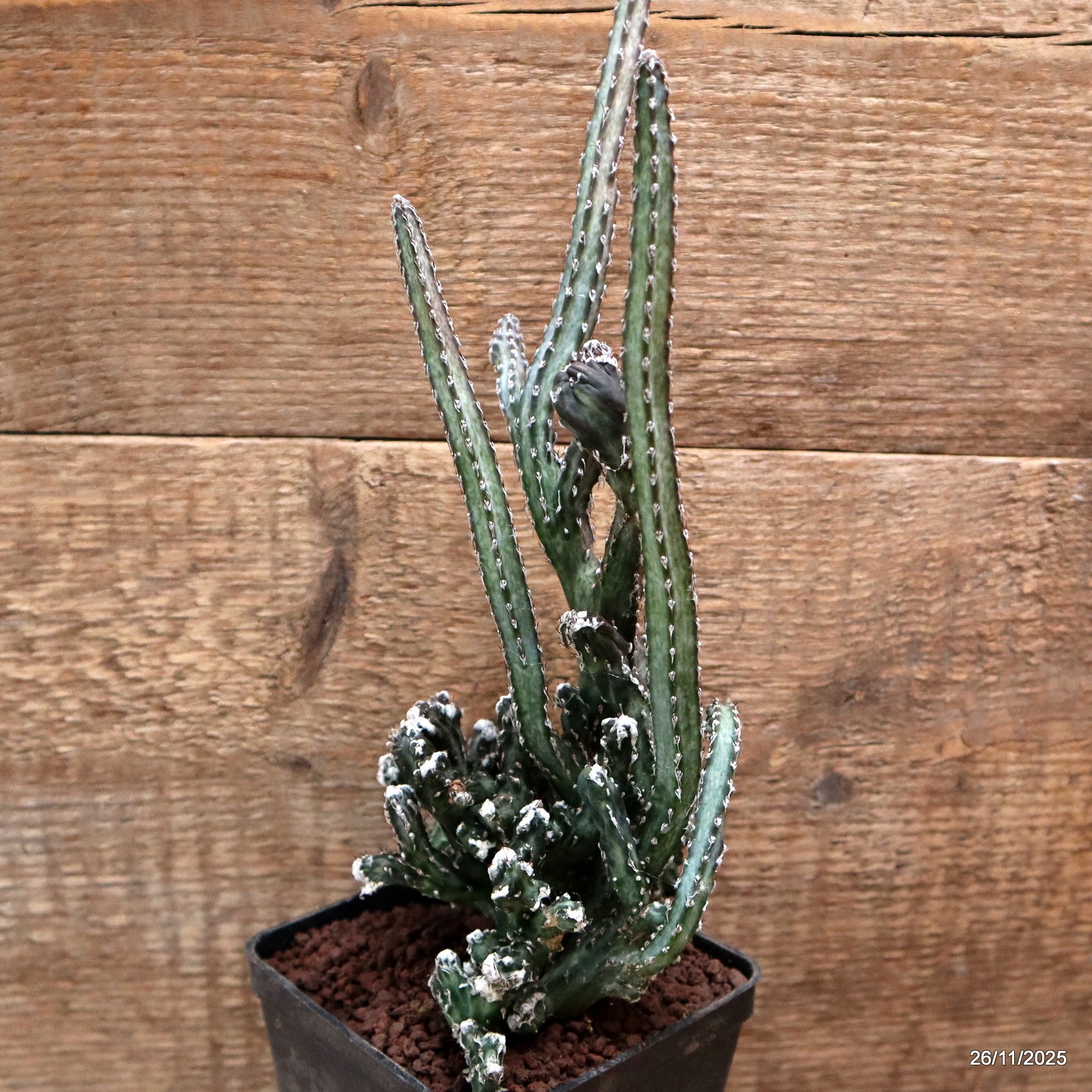 D7555 MONVILLEA SPEGAZZINII CRESTED pot10-H30-W14 cm MaMa Cactus