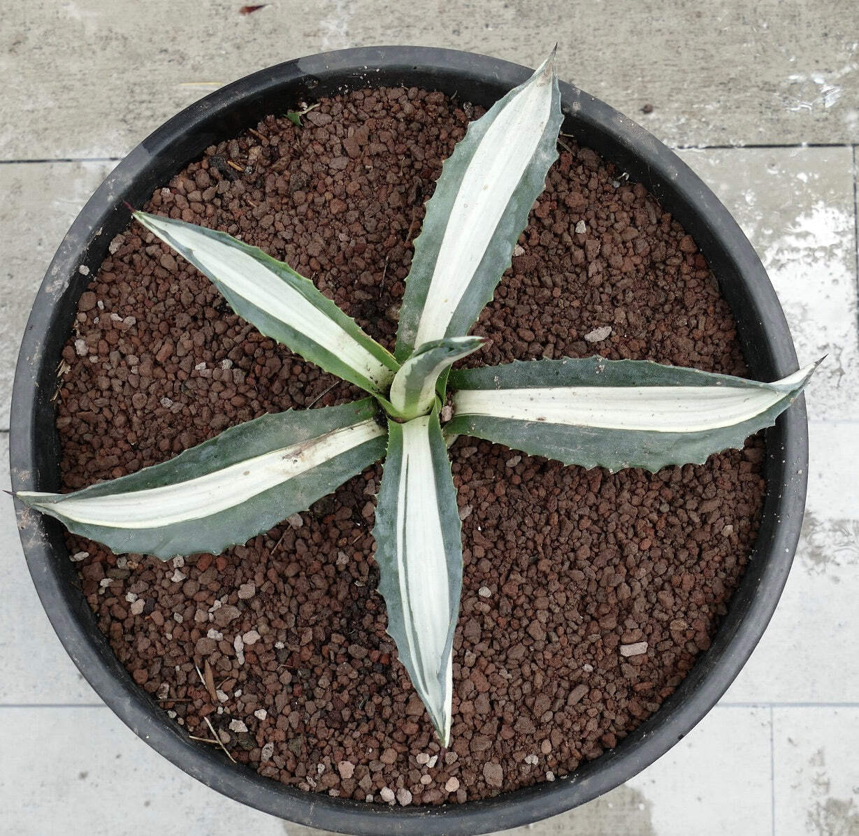 Agave americana MEDIOPICTA ALBA WHITE VARIEGATED 29,5cm – Century plant | Americ