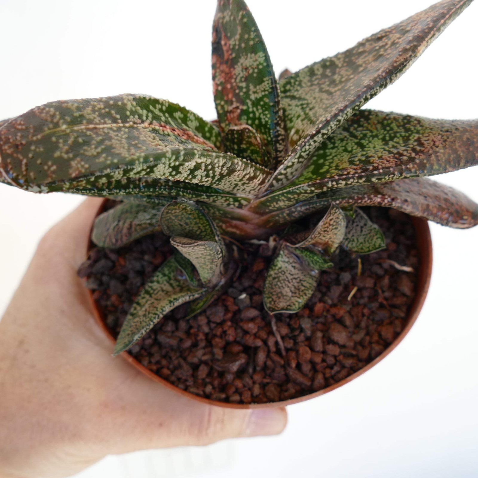 Gasteria batesiana CLUSTER SLIGHTLY VARIEGATED – Bates’ gasteria | Ox tongue