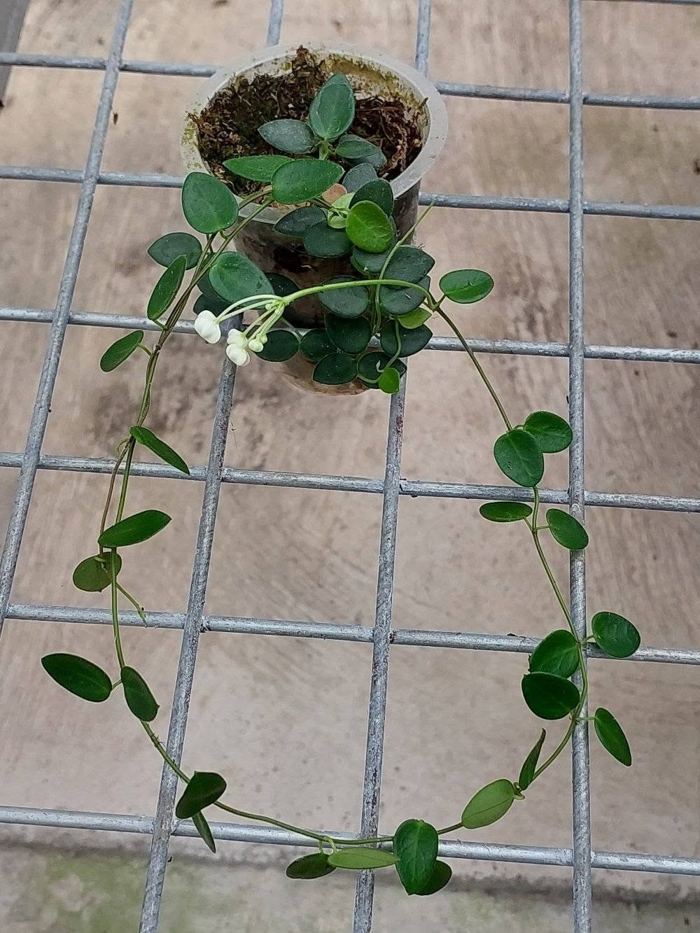 Hoya IM08 Sp Papua Rare Variegated, Real Picture, Aroid Houseplant