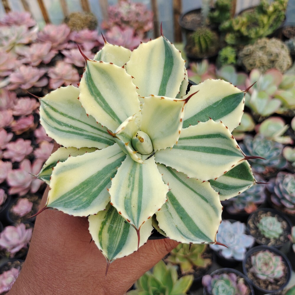 Agave Potatorum CV. Kichijokan Aurea Variegated