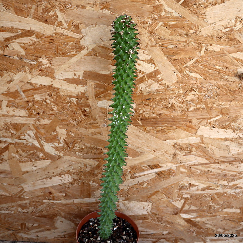 D4393 EUPHORBIA SCHUBEI pot15-H52-W6 cm MaMa Cactus