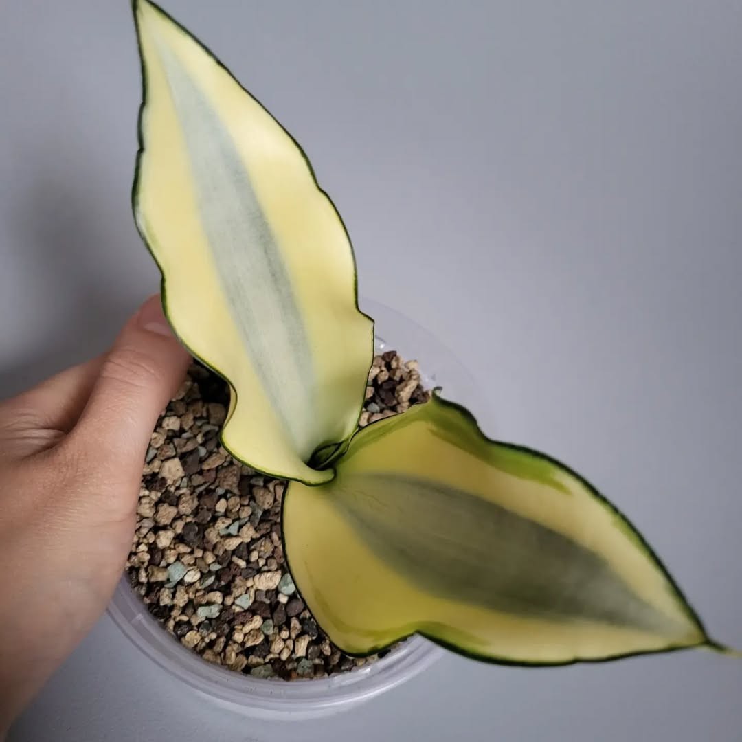 Sansevieria ‘Moonshine Splash’ – Rare Silvery Variegated Snake Plant