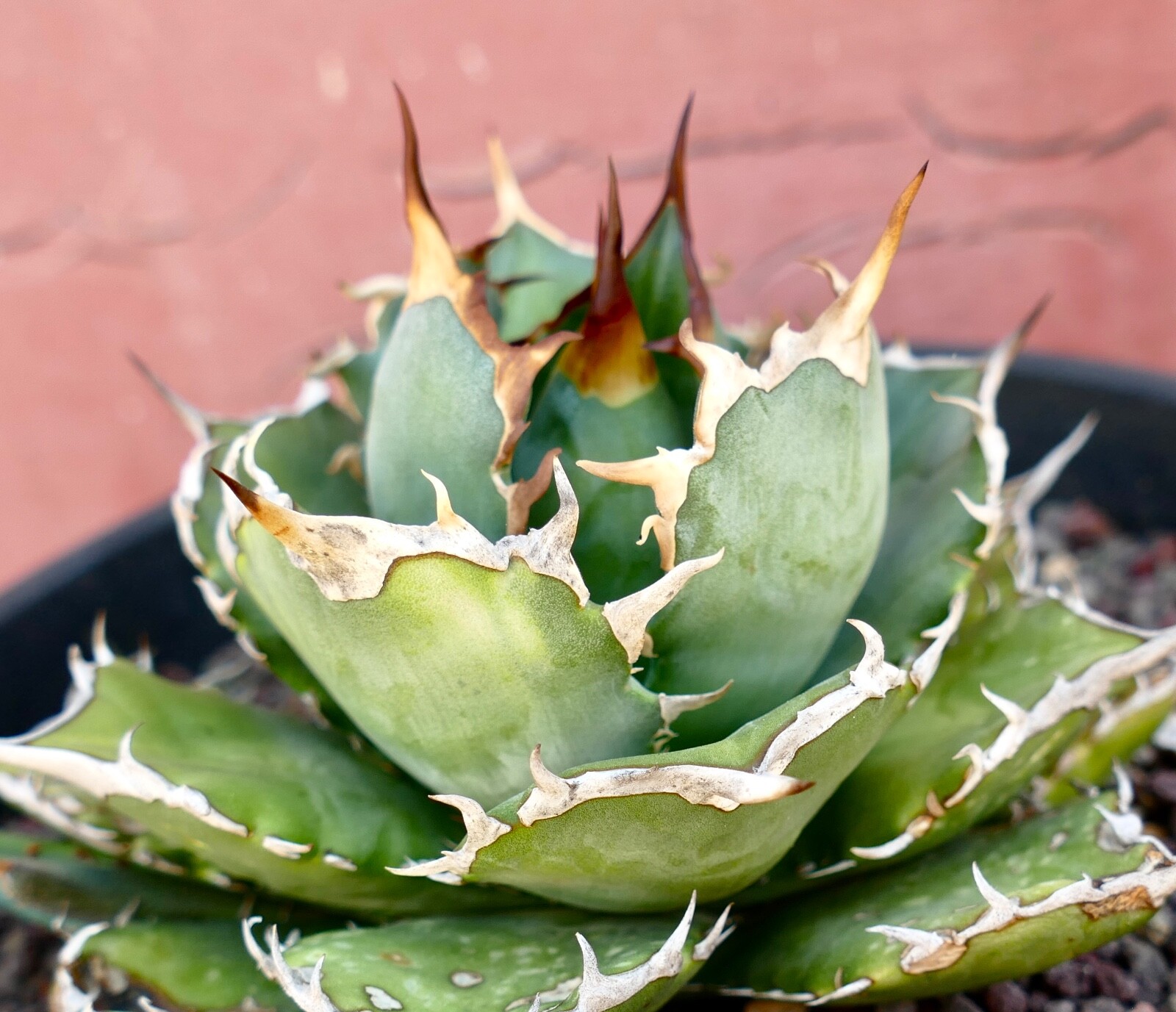 AGAVE TITANOTA compact & strong spines 100KES no variegated BOTANICAL ARCHIVE