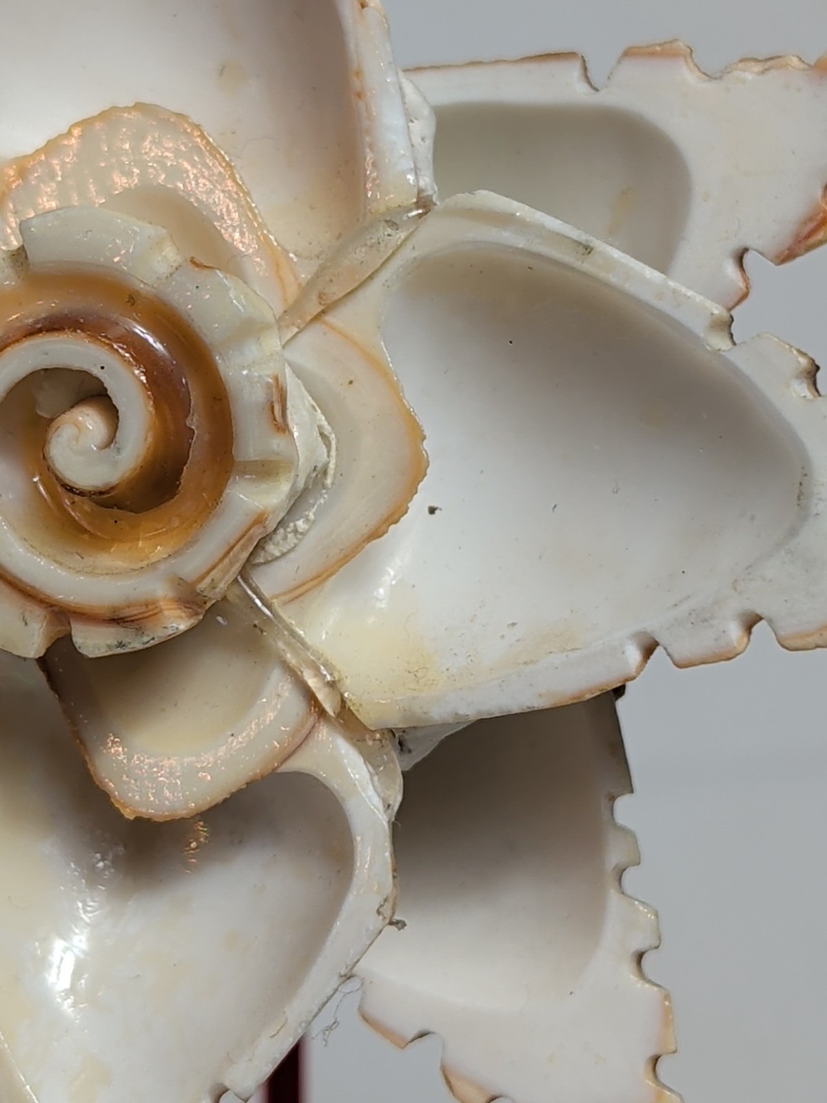 Vintage Seashell Shell Art Flower Veracruz, MX Souvenir Pencil Holder MCM 1950s