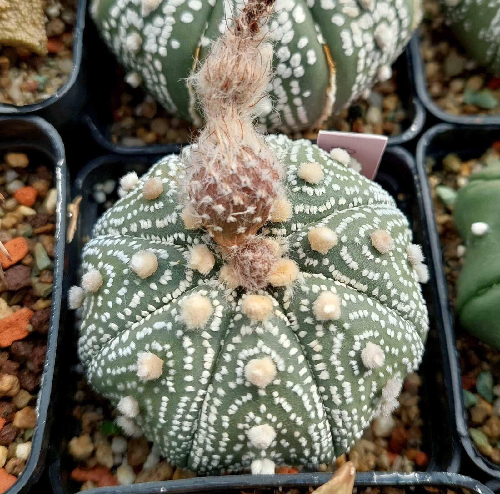 Astrophytum asterias ‘Super Kabuto Akabana’ 10seeds harvest 2025