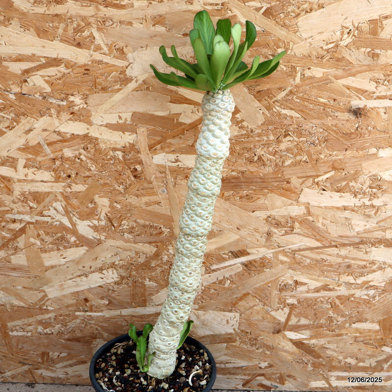 D4593 EUPHORBIA POISSONII pot19-H48-W6 cm MaMa Cactus