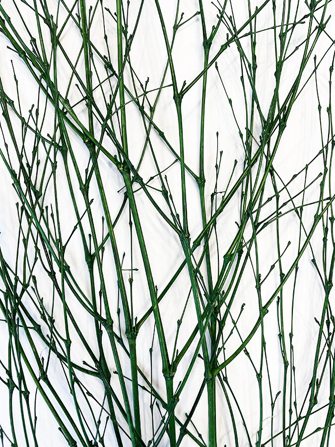 Bamboo Spray Pack of 6 Branches 28in Green