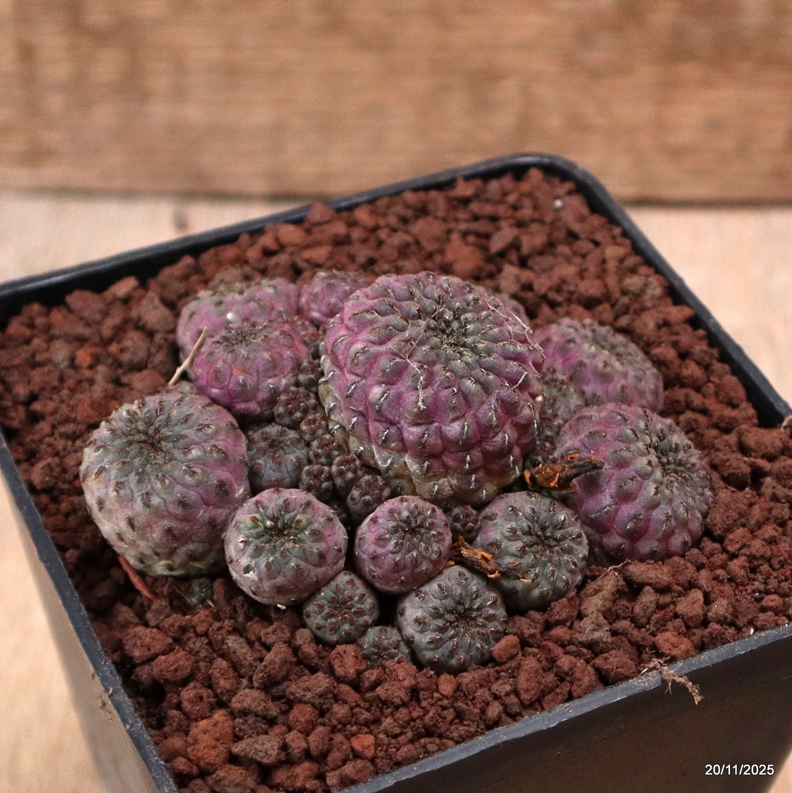 D7472 SULCOREBUTIA RAUSCHII VIOLACIDERMIS pot10-H5-W9 cm MaMa Cactus