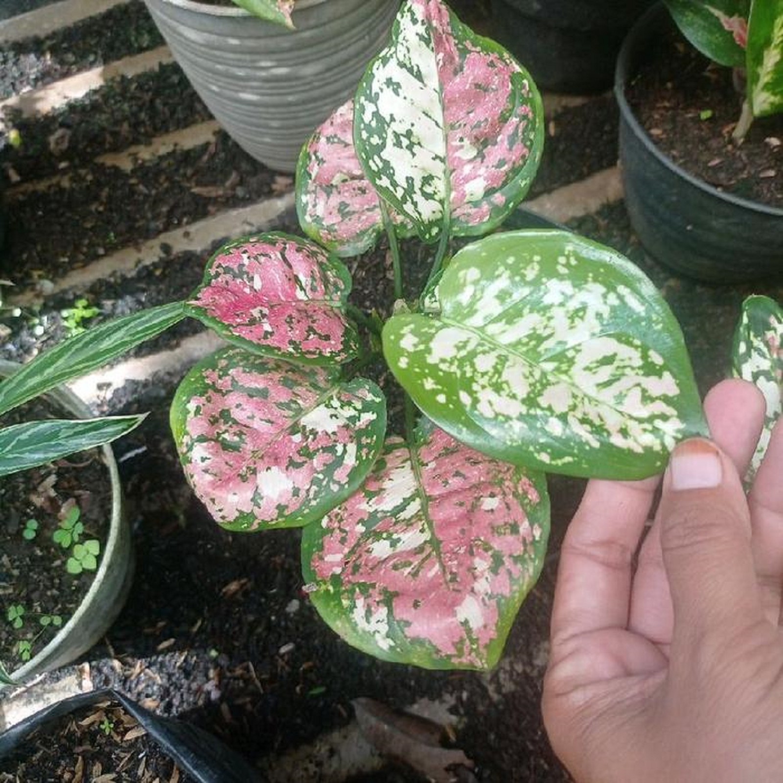 Aglaonema Three Color Houseplant Rare Tricolor Houseplant Exotic Tropical Indoor