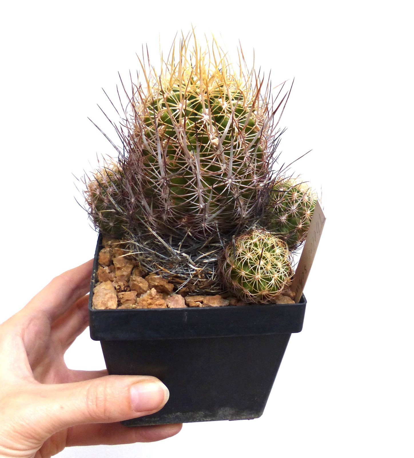 Thelocactus schwarzii SEEDS – Rare Cactus SEEDS