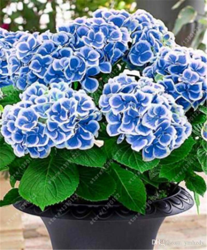 (10) HYDRANGEA SEEDS perennial flower garden bush plant USA SELLER W/TRACK