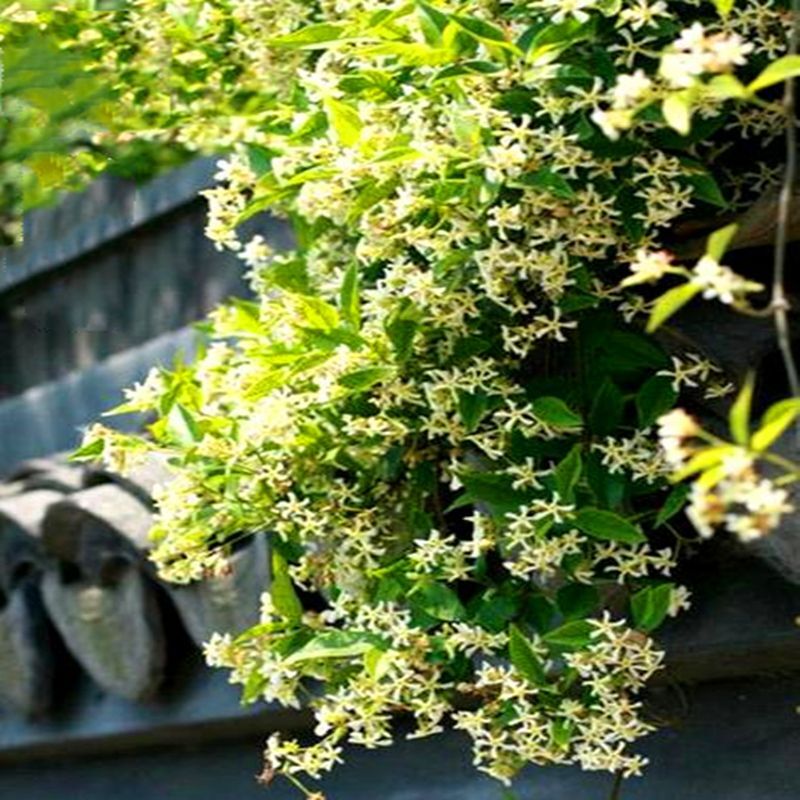 (10) JASMINE SEEDS rare exotic fragrant flower vine garden USA SELLER W/TRACK