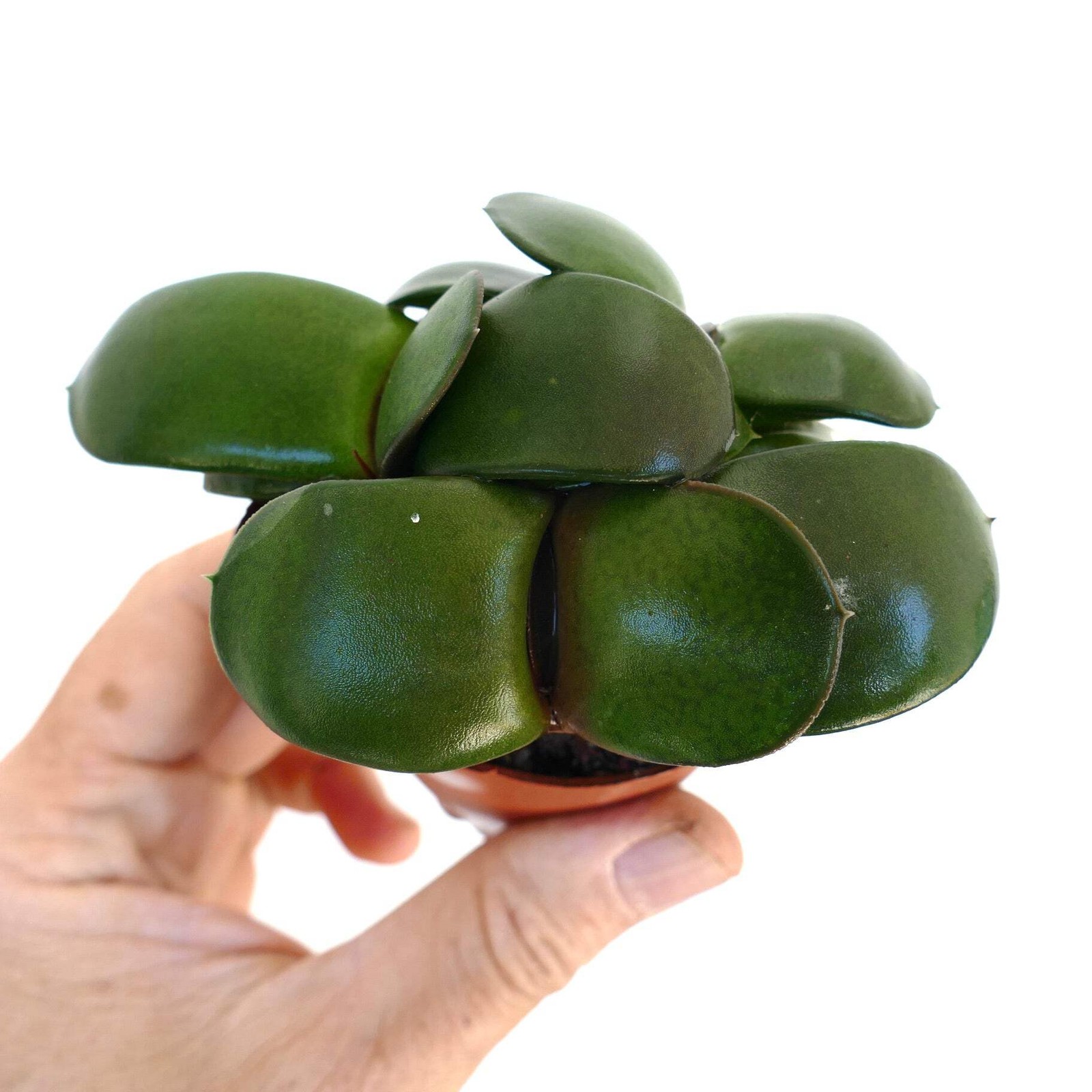 Gasteria pillansii cv 滑らか肌 POT OF THREE – Namaqua gasteria | Pillans’ gasteria