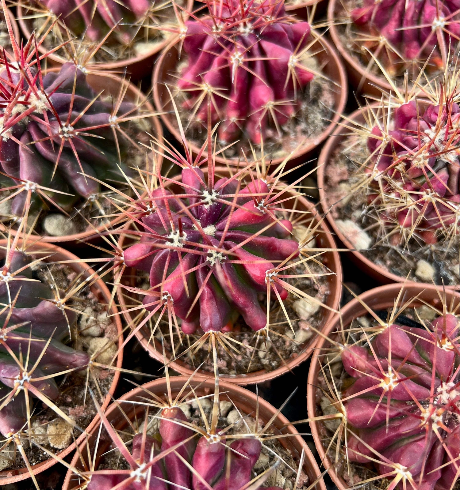 Ferocactus stainesii RED FORM – Ferocactus stainesii