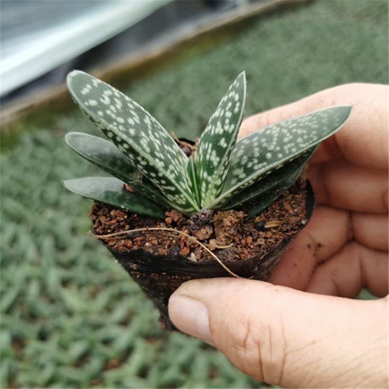 Gasteria Gracilis Gasteria Glomerata Succulent Cactus Plant