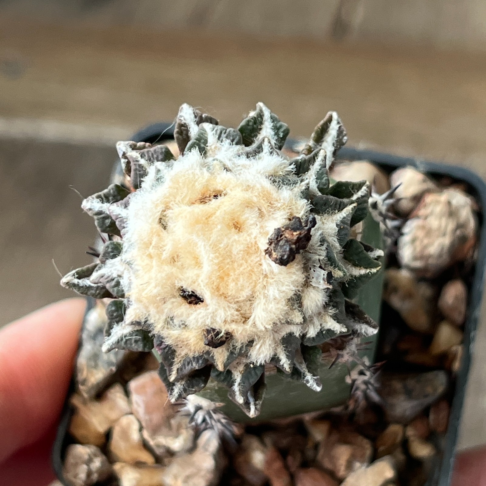 A33-758 Cactus kotschoubeyanus, VM465, Mina, NL, grafted