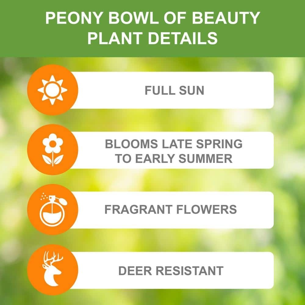 3-Pack Bowl of Beauty Peony Bare Root Bulbs, 2/3 Eyes, Live Plants NEW