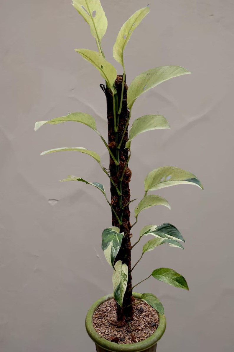 Monstera Laniata Mint Variegated Very Beauty Real Picture