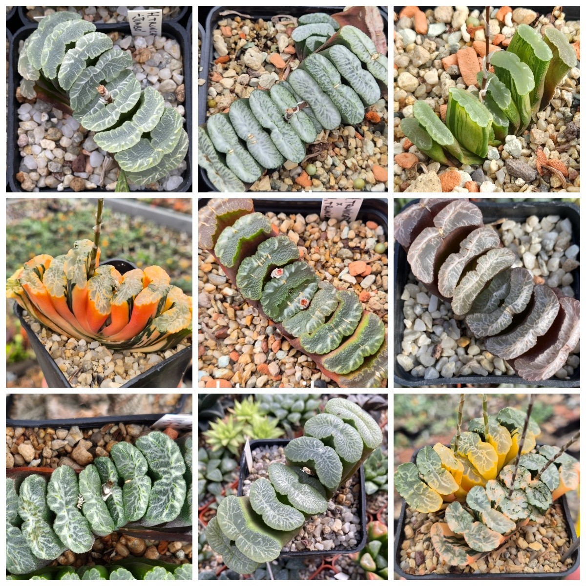 Haworthia truncata -Japan- mix x truncata f.variegata 10seeds harvest 2025