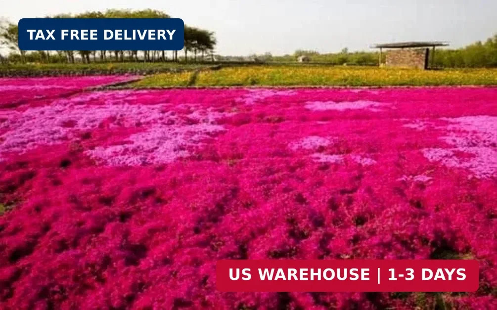 Thyme Seeds 2000 Mix Red Creeping Seeds Wooly Thymus Perennial Flower