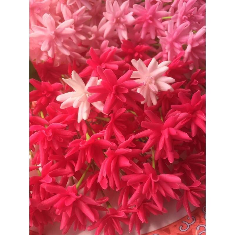 10Pcs. Mix set Rangoon Creeper Flowers Clay Artificial Thai Handmade Decorate