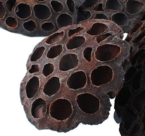 10PCS Dried Brown Lotus Pods – Natural Decor, No Seeds or Stems, 8-10CM