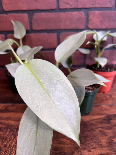 Silver Sword Philodendron in 4” Pot | Live House Plant Air Roots Multiple Nodes