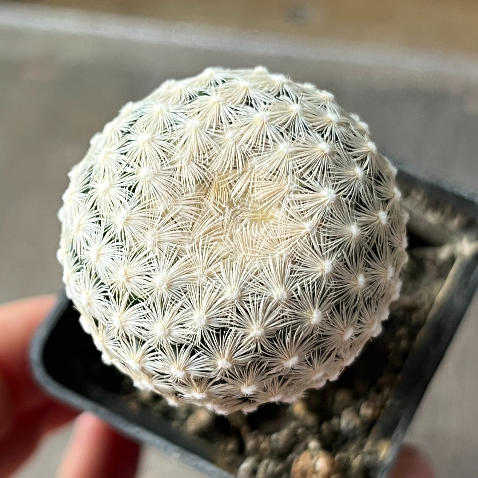 A11-46 Mammillaria humboldtii, grafted