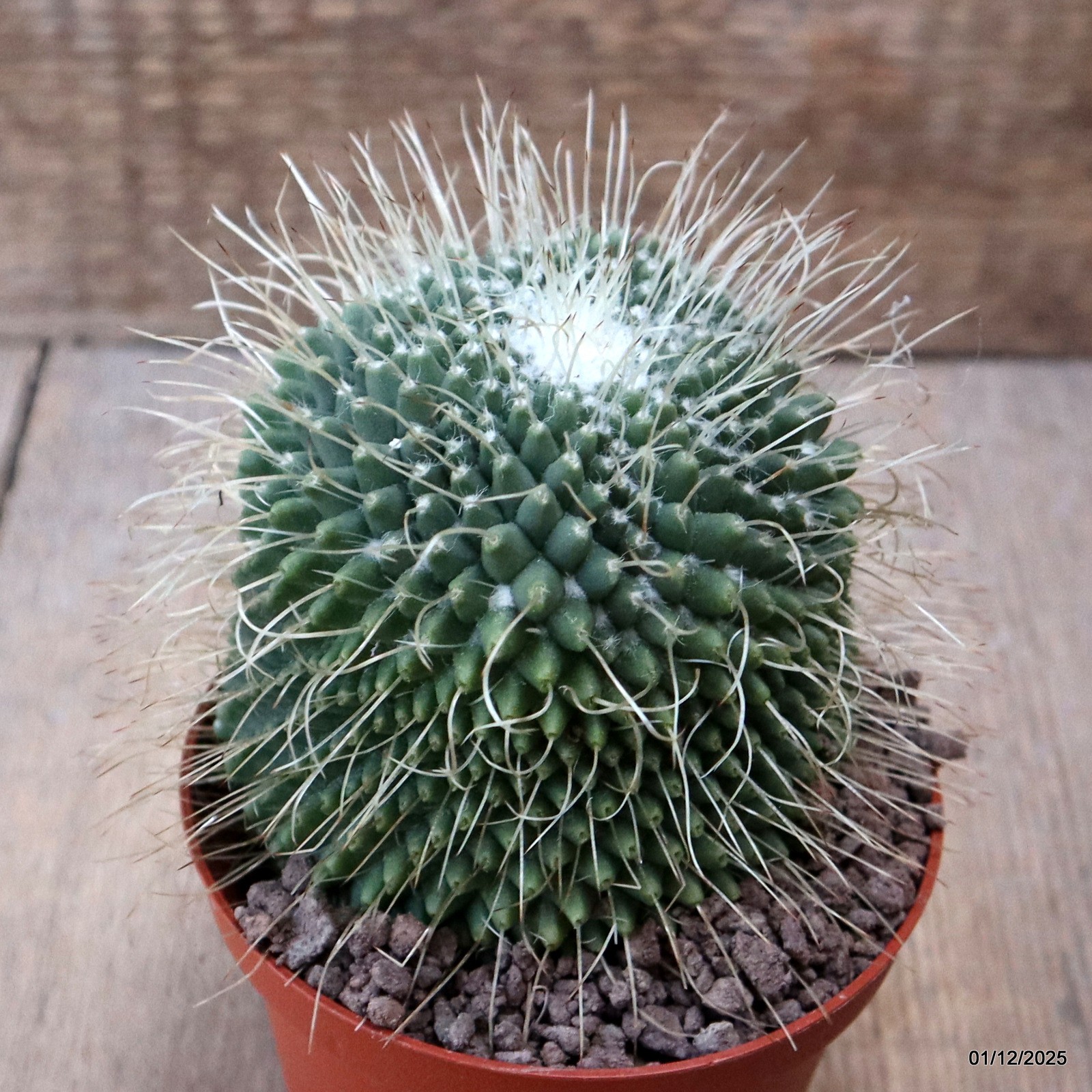 D7618 MAMMILLARIA SPINOSISSIMA UNPICO pot10-H9-W8,5 cm MaMa Cactus