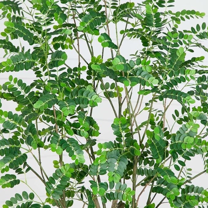 7′ Artificial Greco Citrus Tree with Real Touch Leaves Home Decor. Retail $329