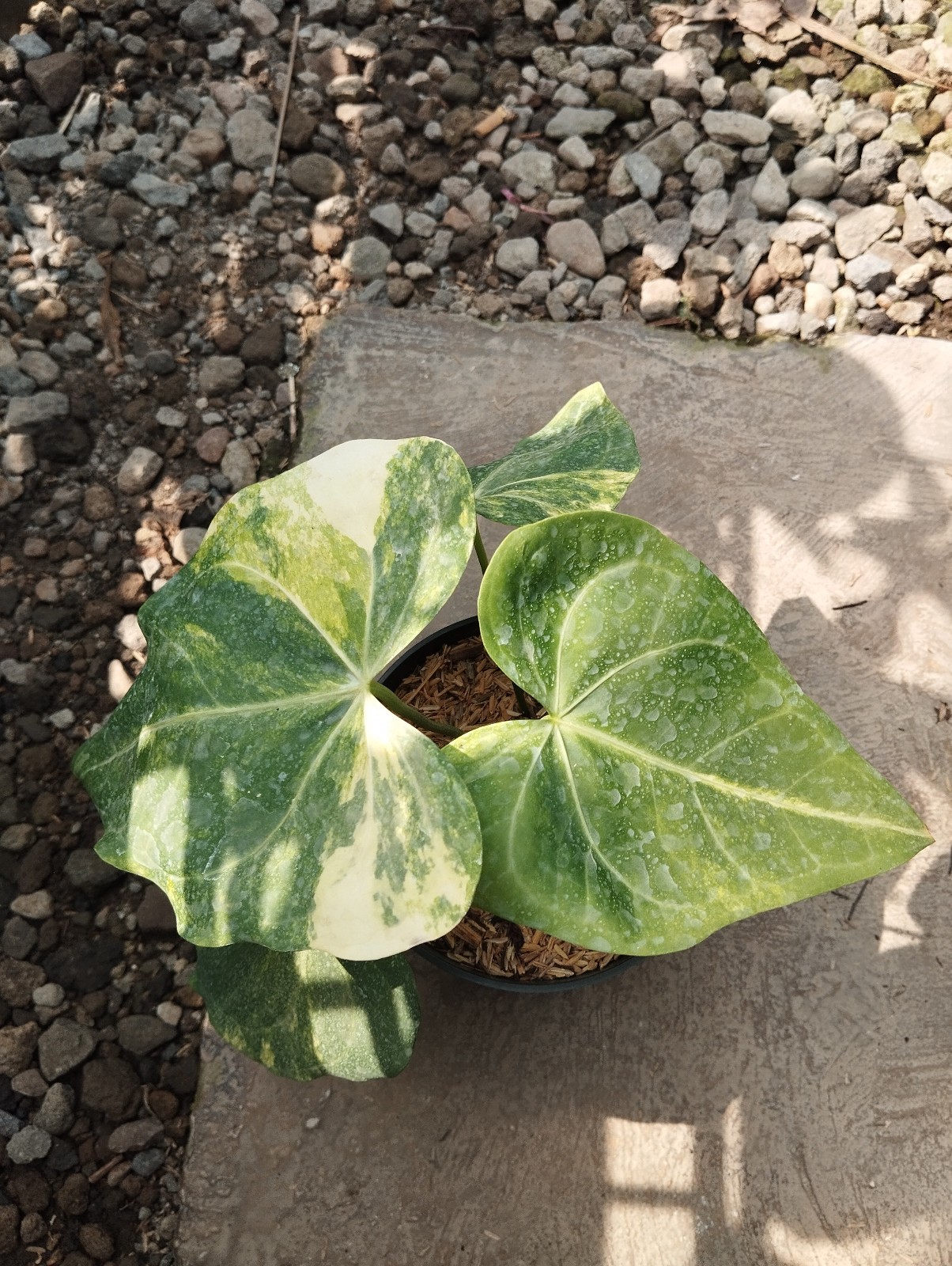 Anthurium Clarinervium 4 Leave Real Picture