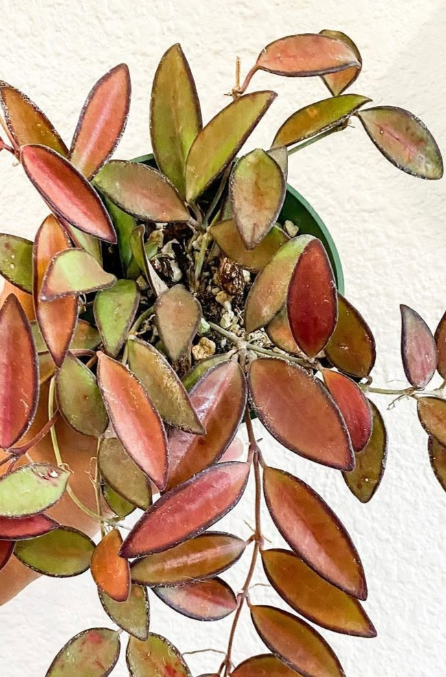Hoya Rosita Red Leaves Rare Plant
