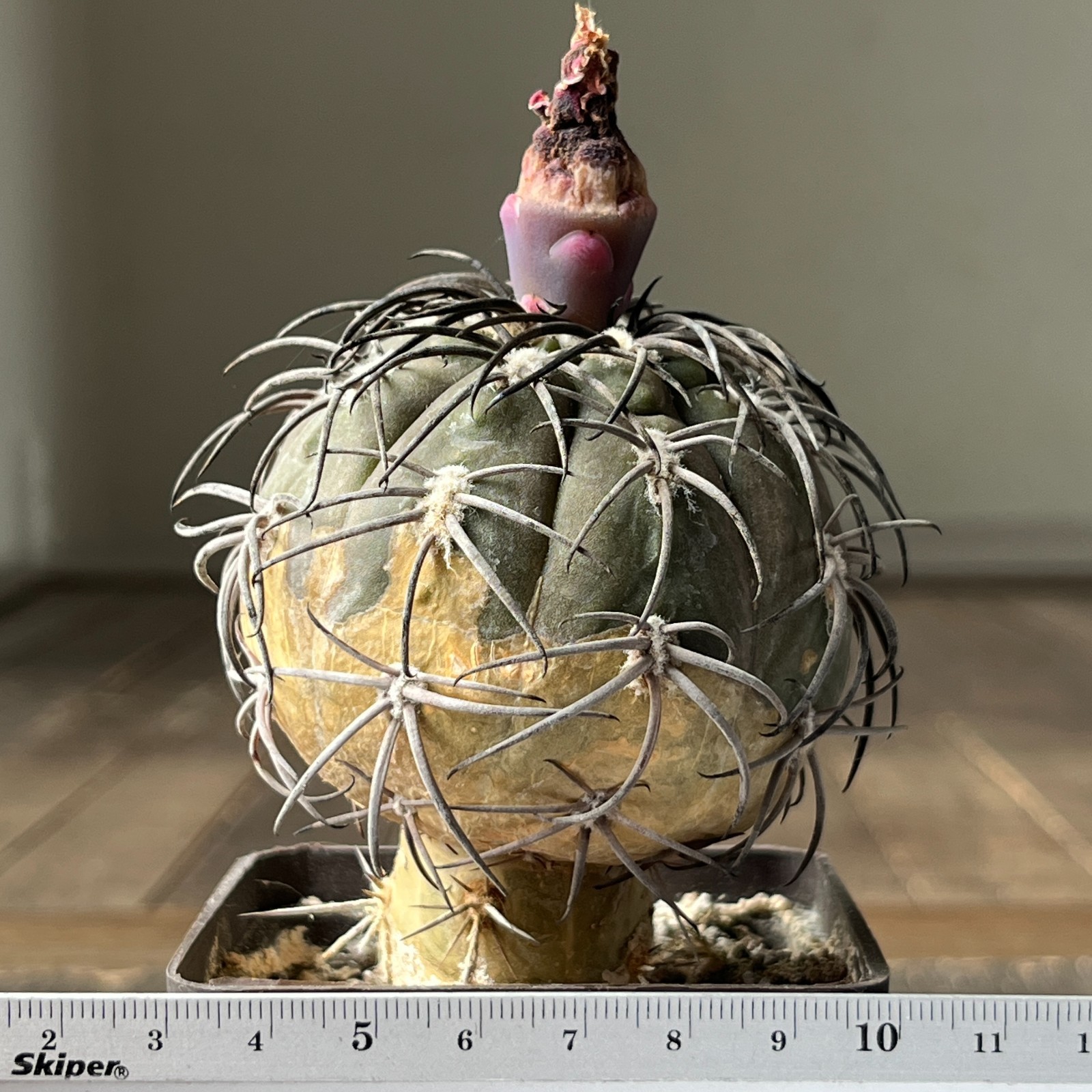 A38-2085 Gymnocalycium spegazzinii super black spines, grafted